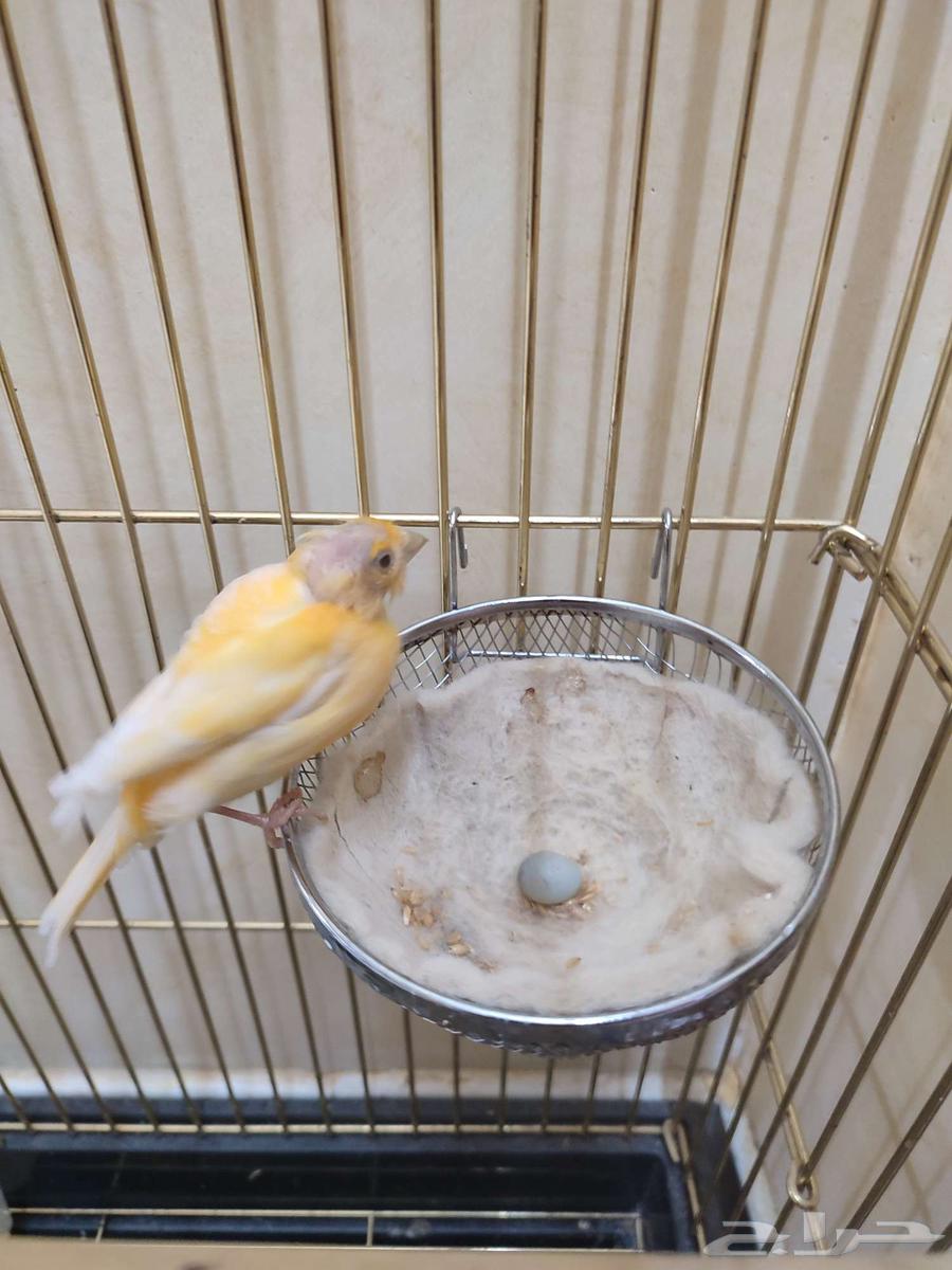 انثى كناري منتجة64366571413506112