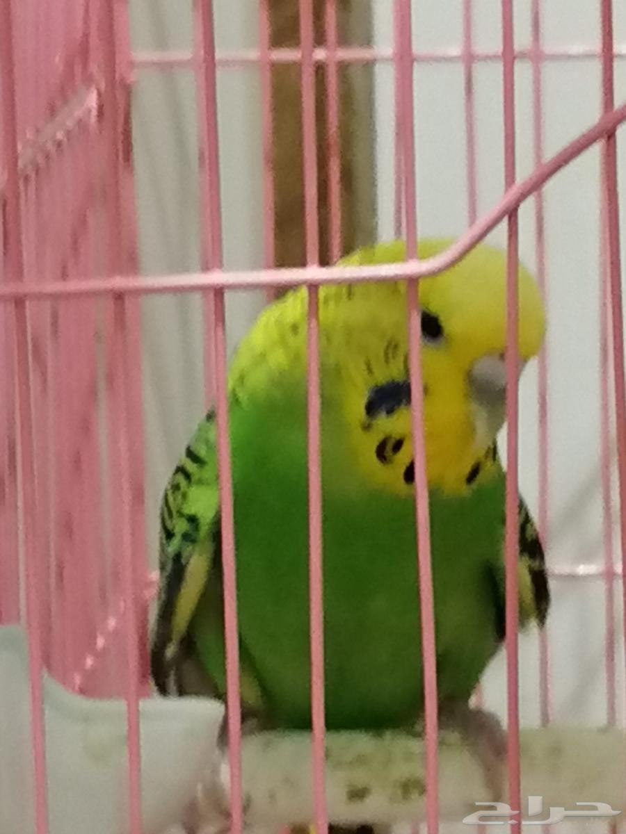 بادجي للبيع64373403438850110