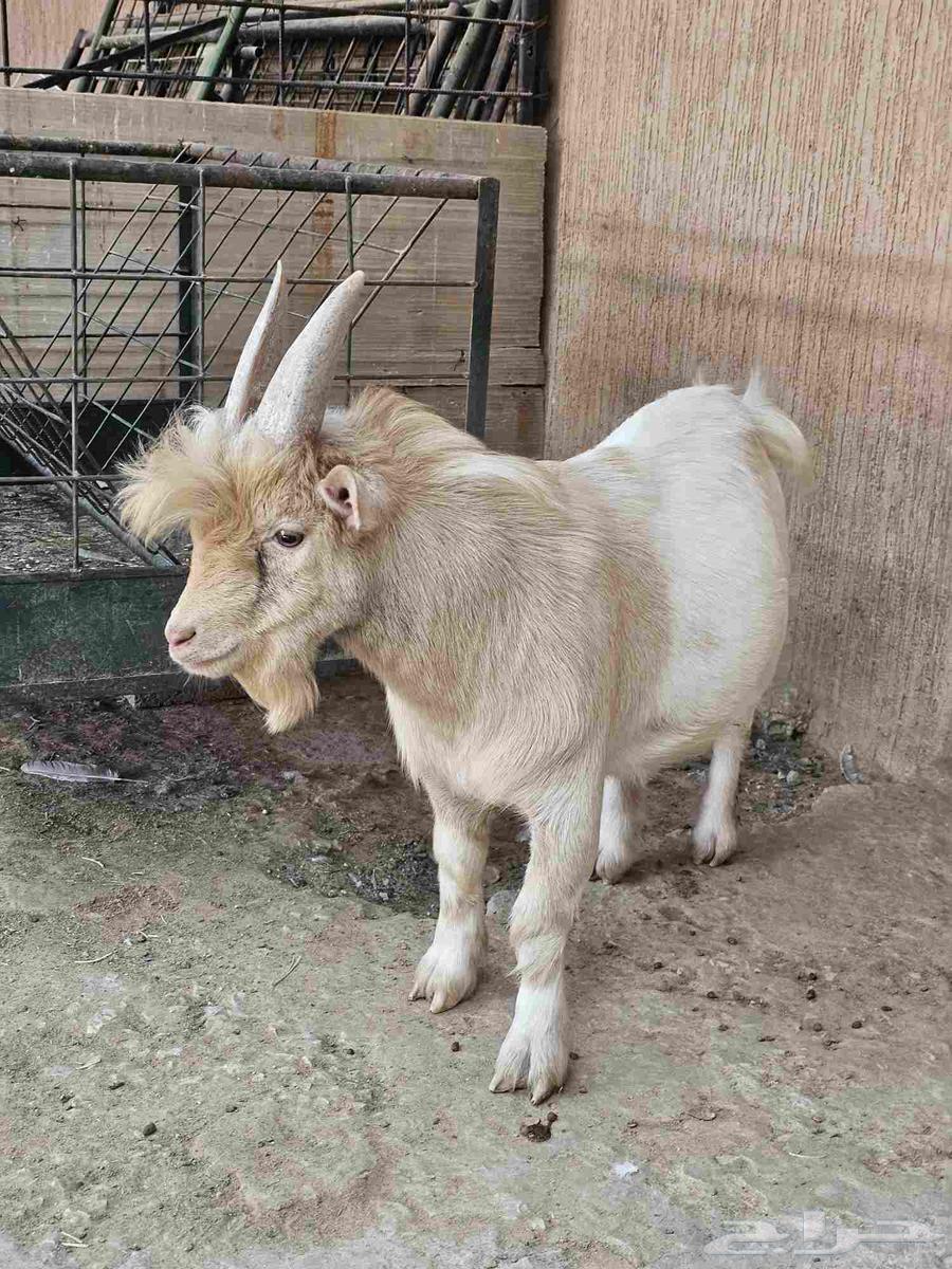 للبيع فحل ماعز قزم64368820627970111