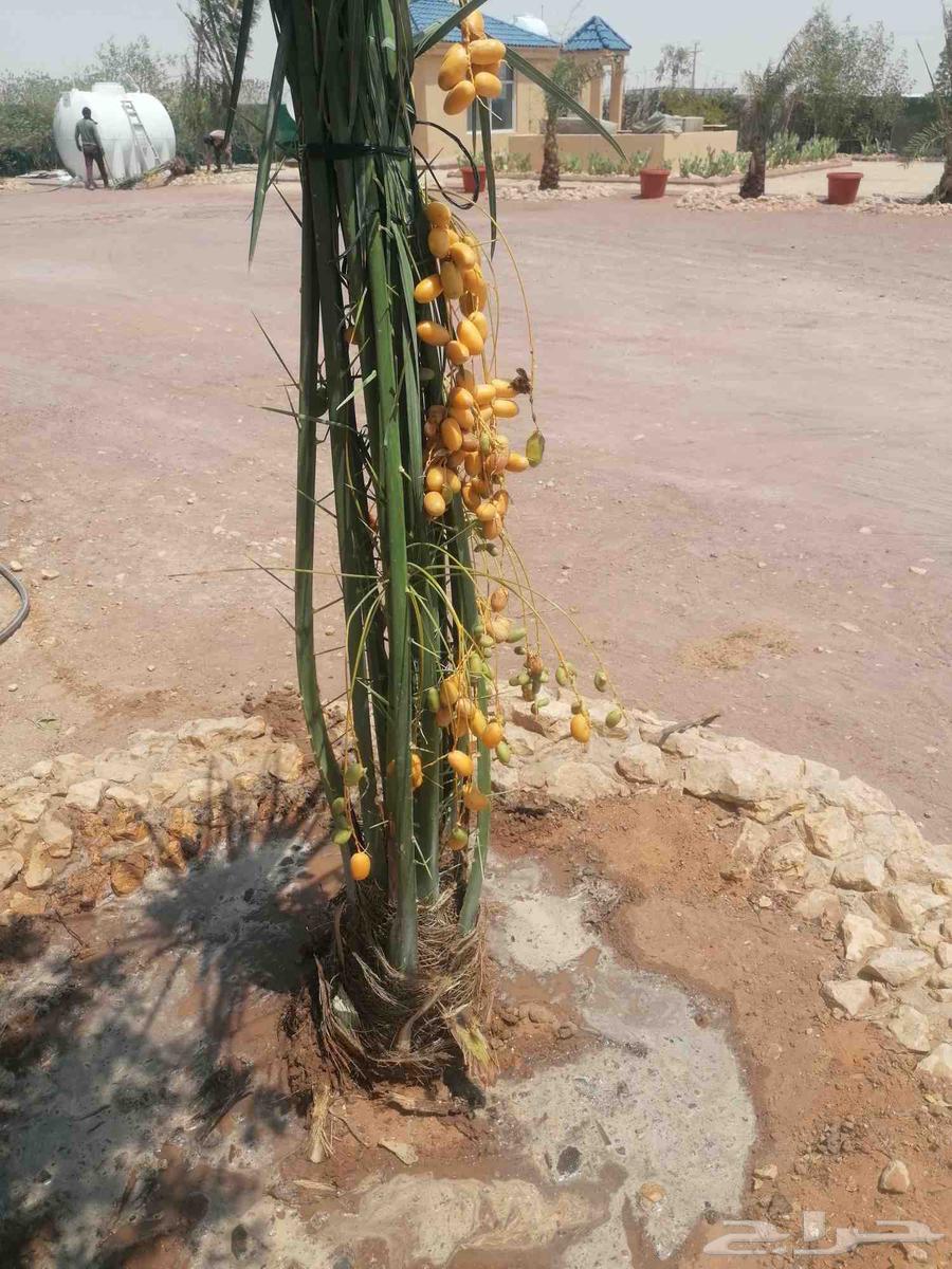 Palm trees64370554720641113