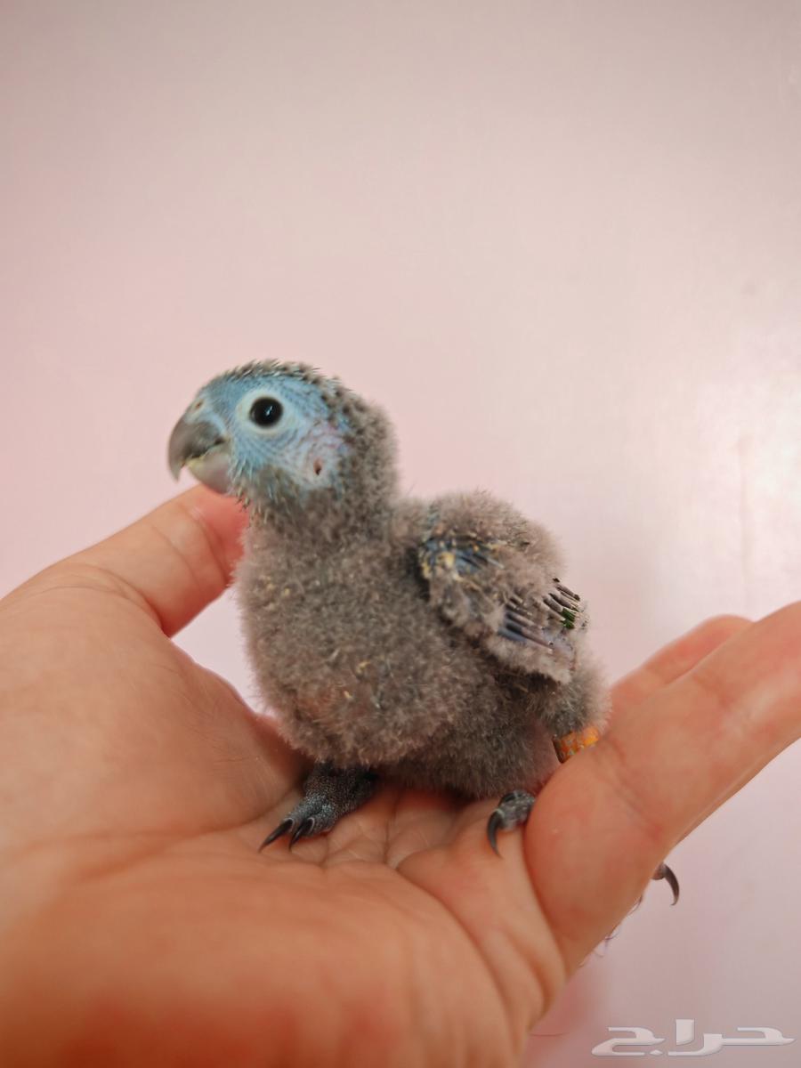 فرخ كنيور جرين شيكد64367770173699111