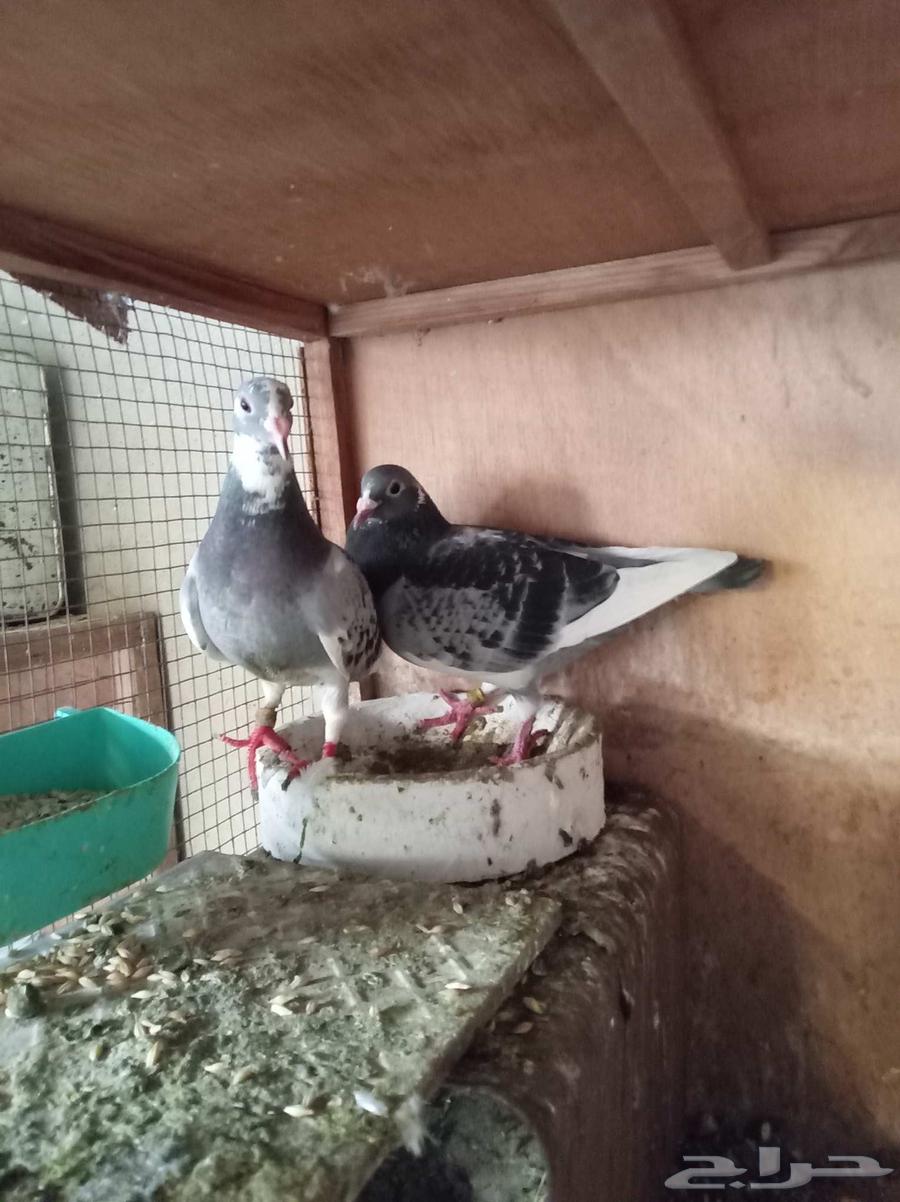 زاجل سباق منتجه64373565777409110