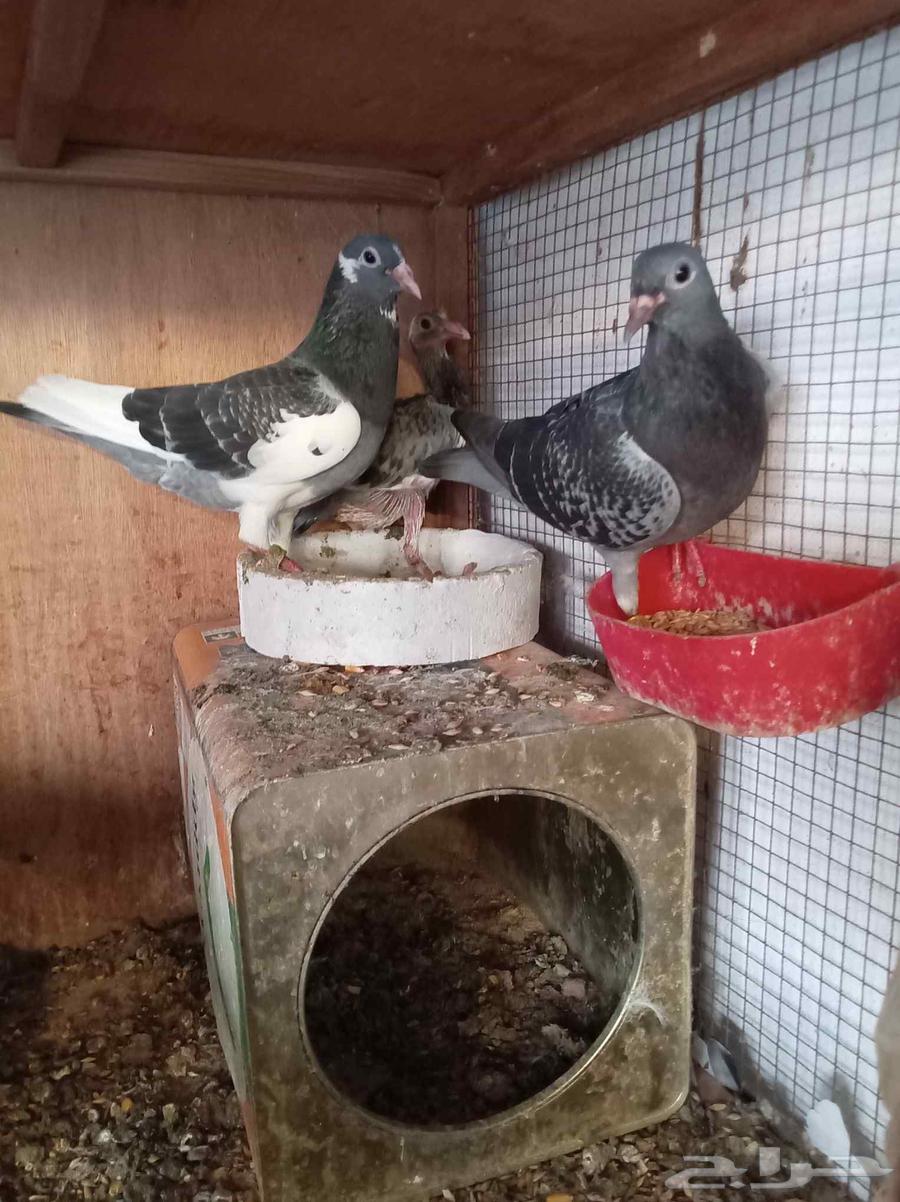 زاجل سباق منتجه64373565777409111