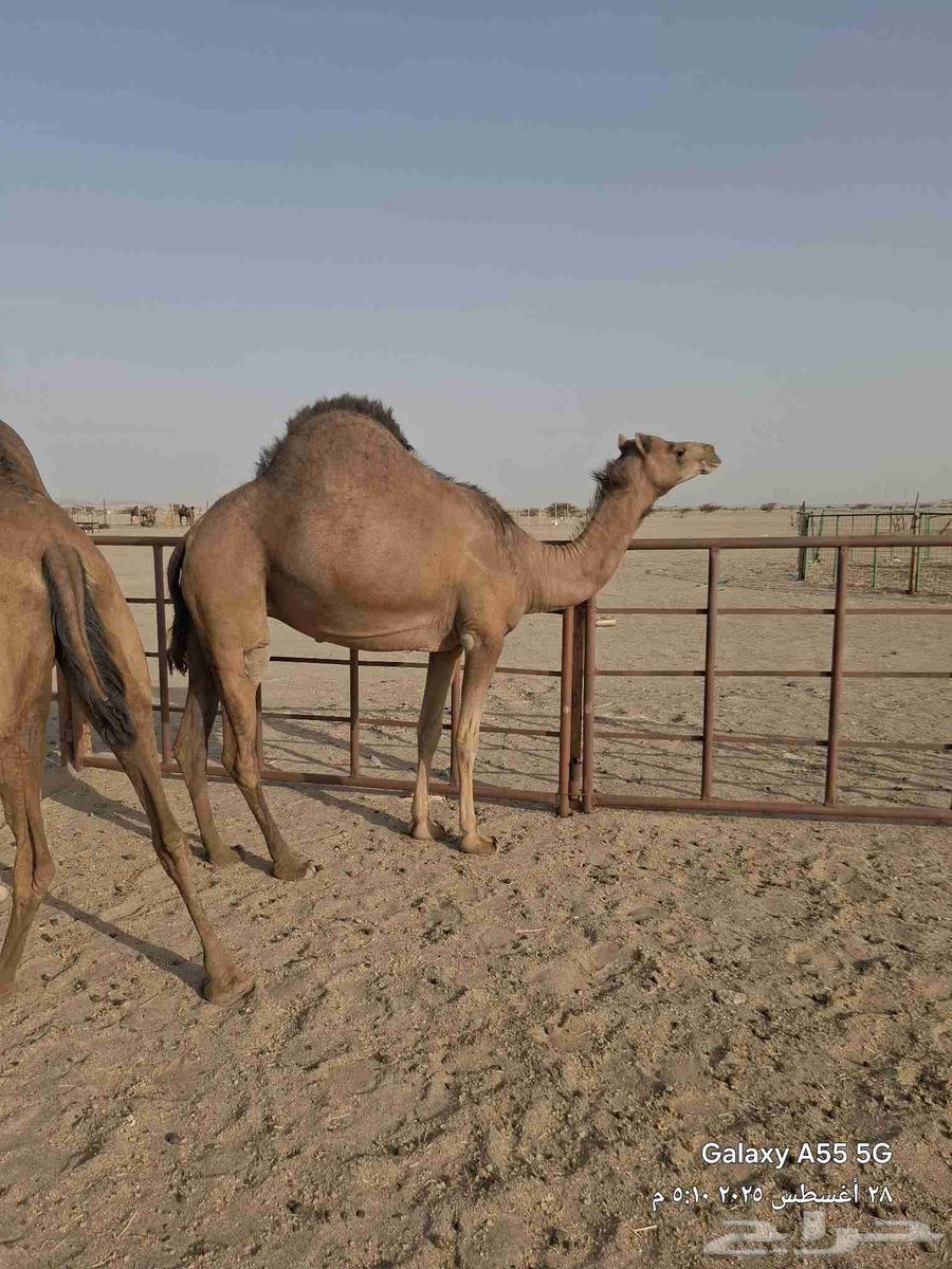 بكار حمر عددها 2 ساحليات وحده لقحه والثانيه ضربها البعير64373268134657112