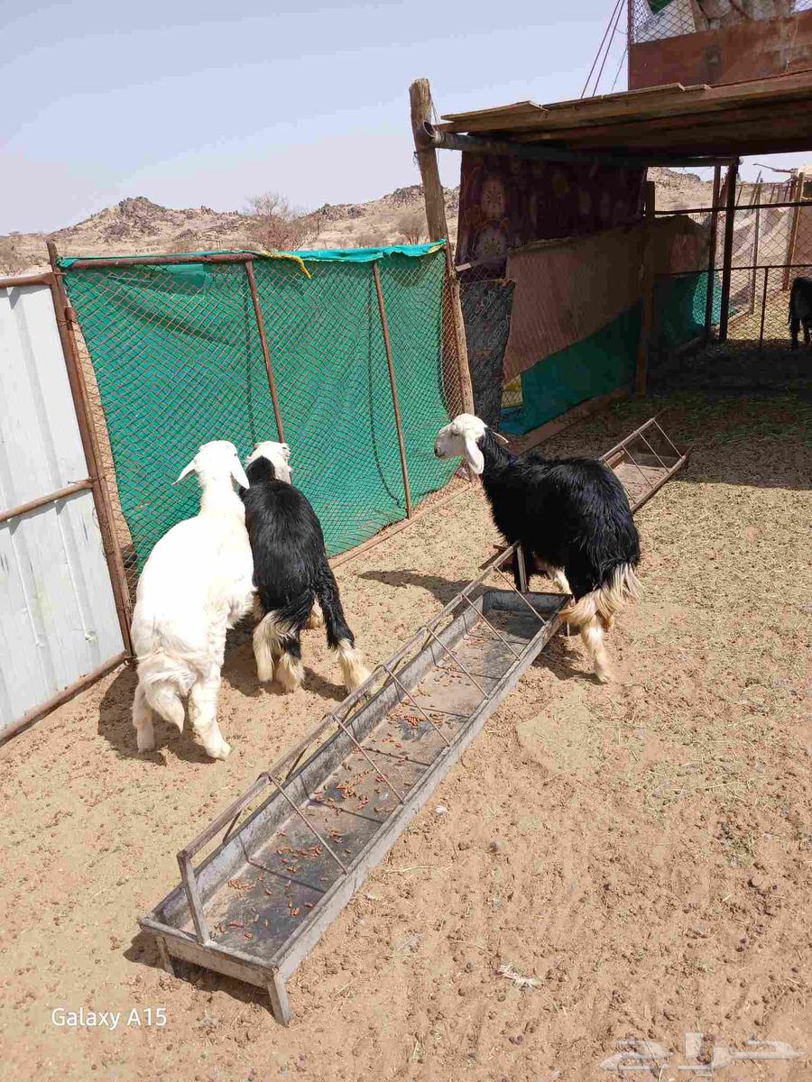 Two sheep and a camel64366454038530110