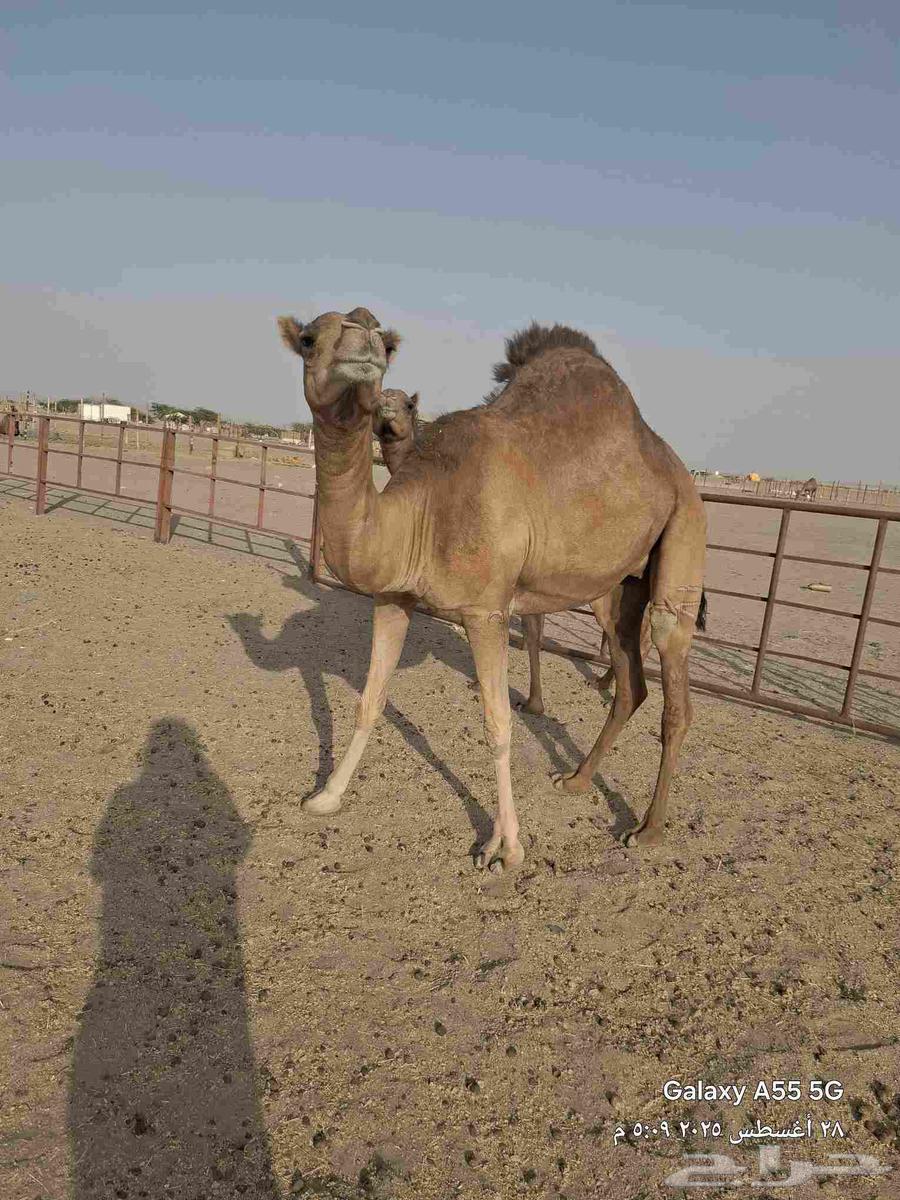 بكار حمر عددها 2 ساحليات وحده لقحه والثانيه ضربها البعير64373268134657111