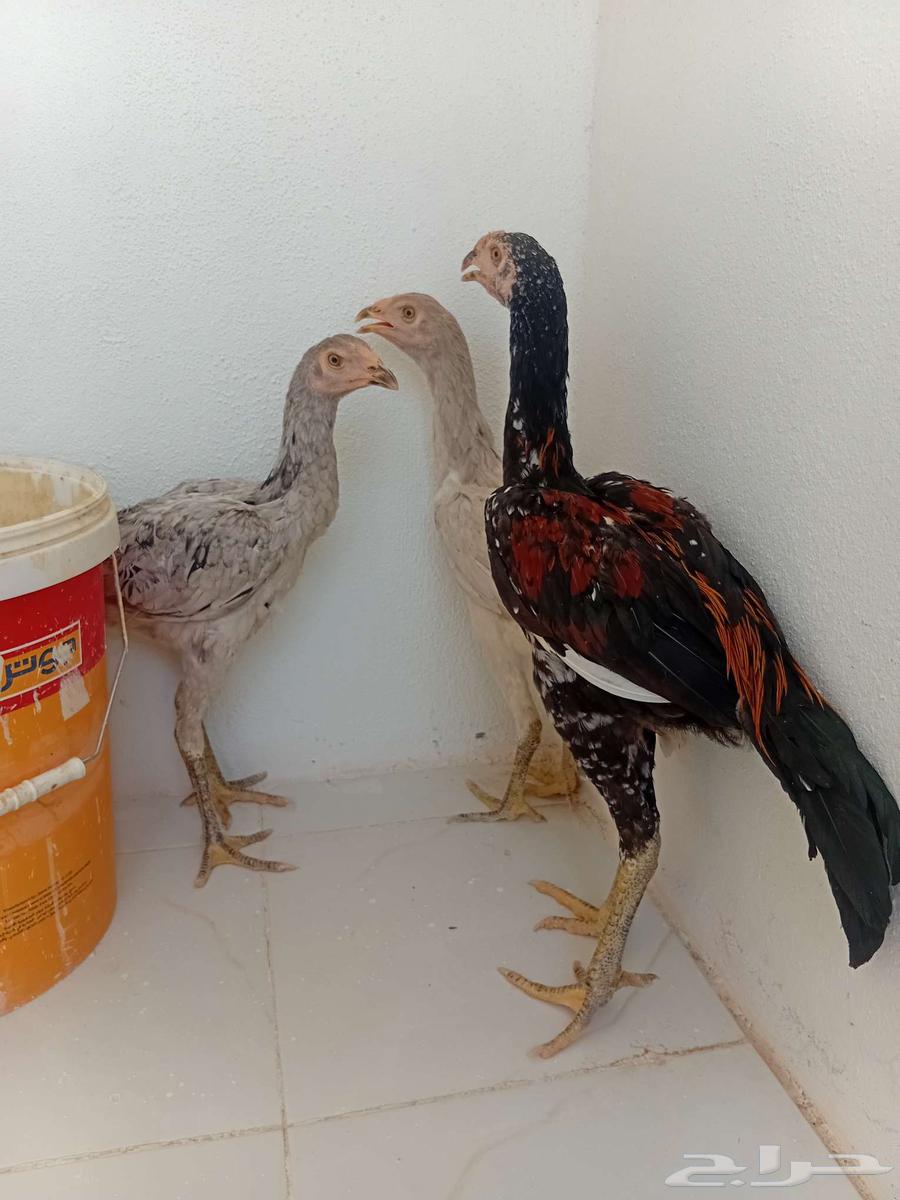 A rooster and two hens set (Persian) produced by me, sold outside the site64367726848257111