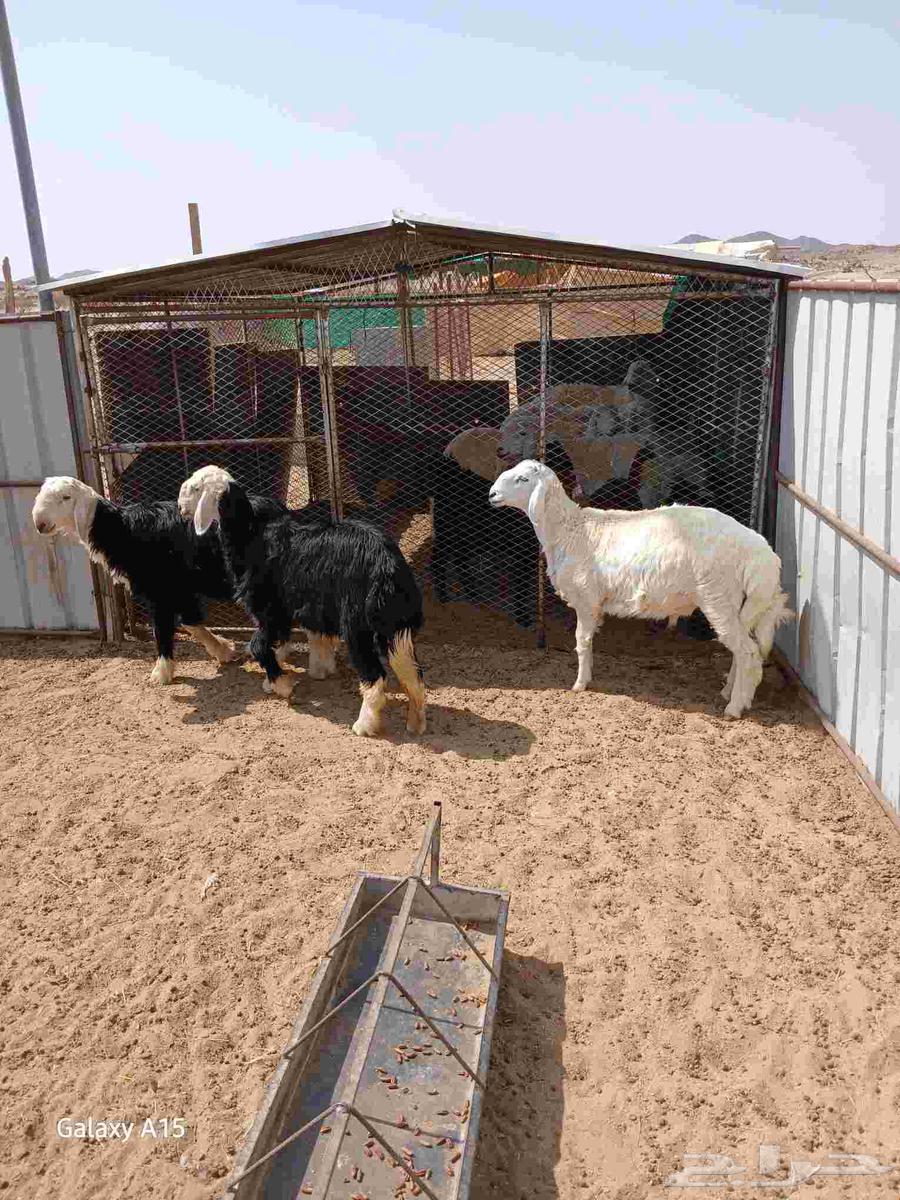 Two sheep and a camel64366454038530113