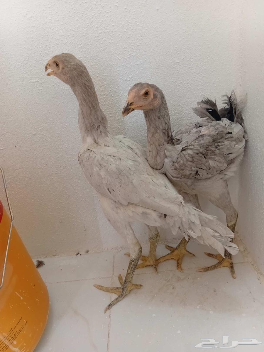 A rooster and two hens set (Persian) produced by me, sold outside the site64367726848257114