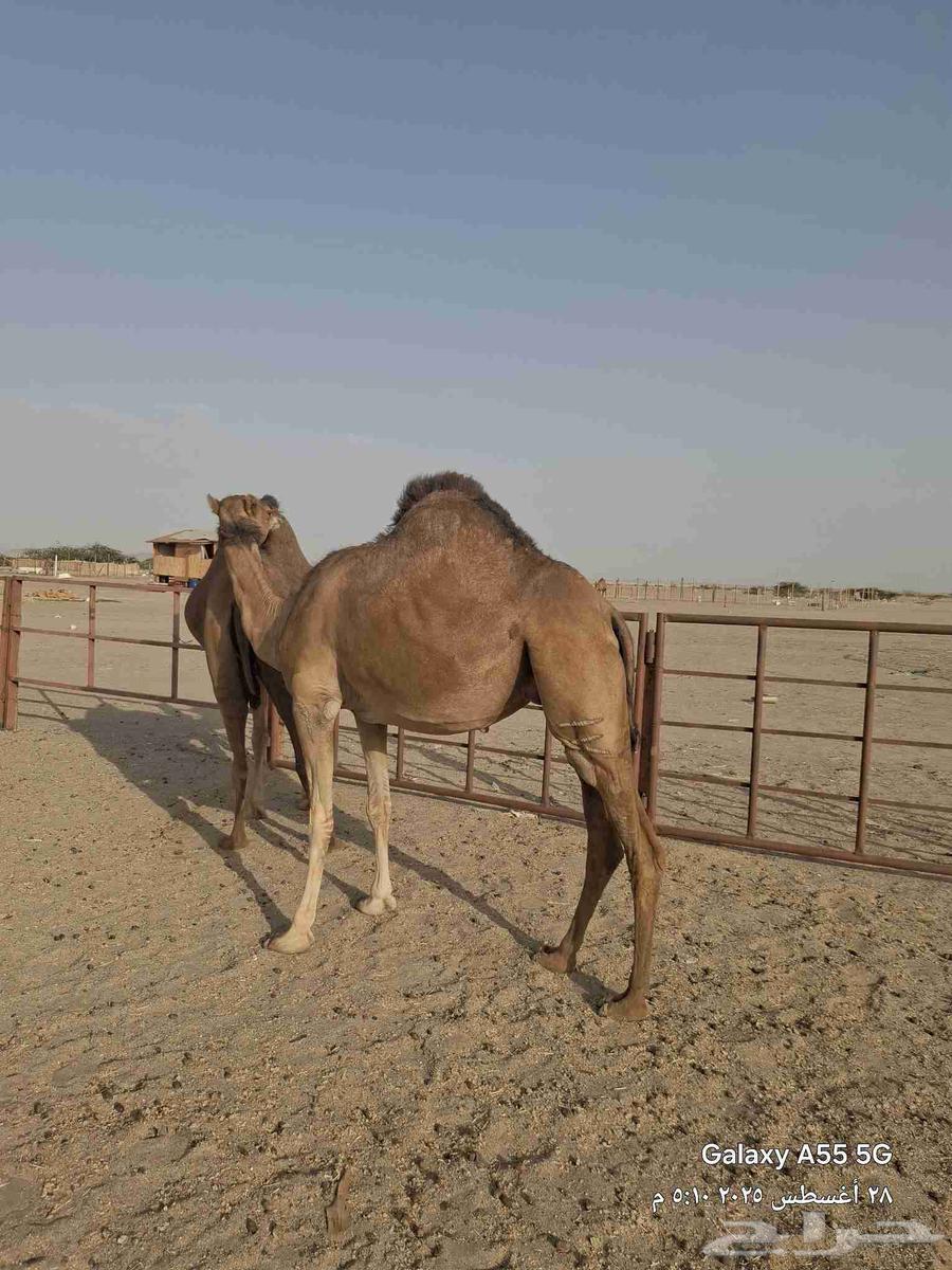 بكار حمر عددها 2 ساحليات وحده لقحه والثانيه ضربها البعير64373268134657114
