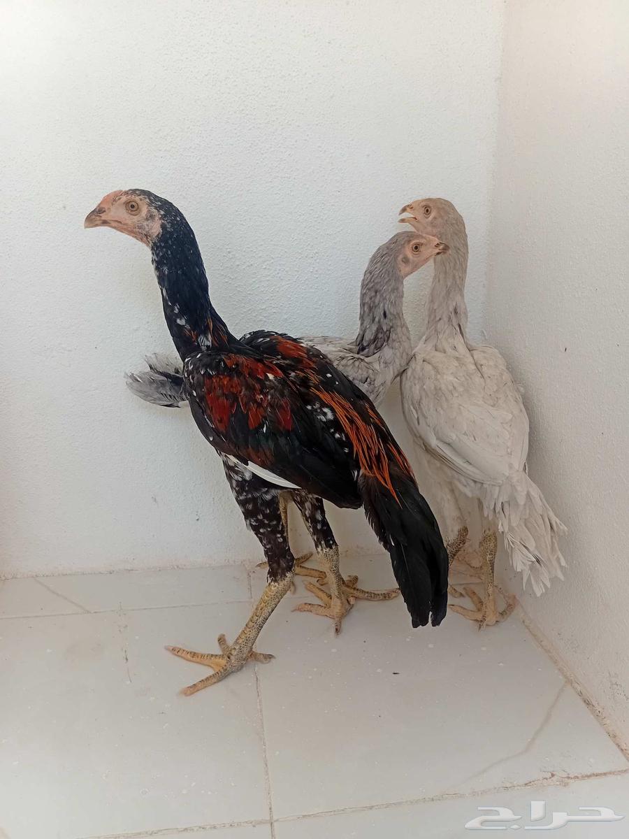 A rooster and two hens set (Persian) produced by me, sold outside the site64367726848257110