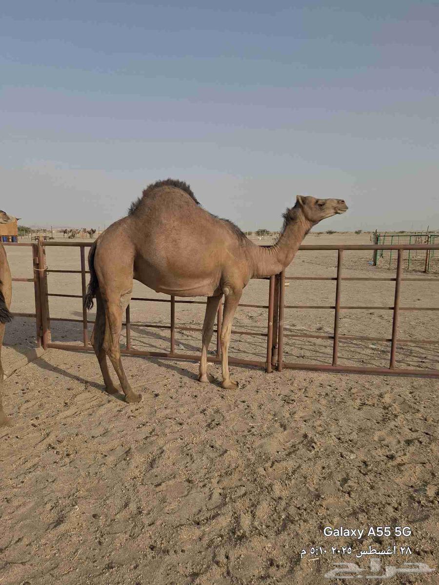 بكار حمر عددها 2 ساحليات وحده لقحه والثانيه ضربها البعير64373268134657110