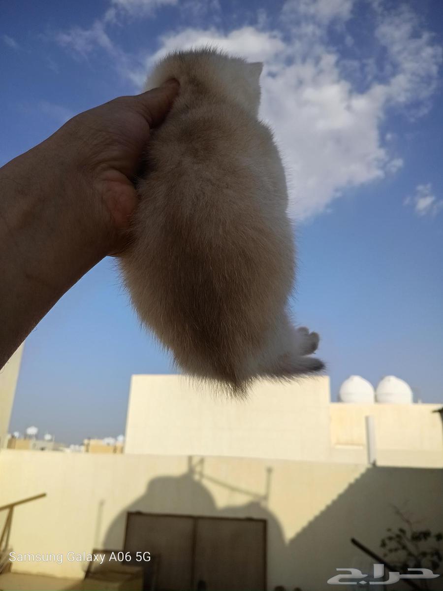 Koton Scotch. ay1264371818647683111