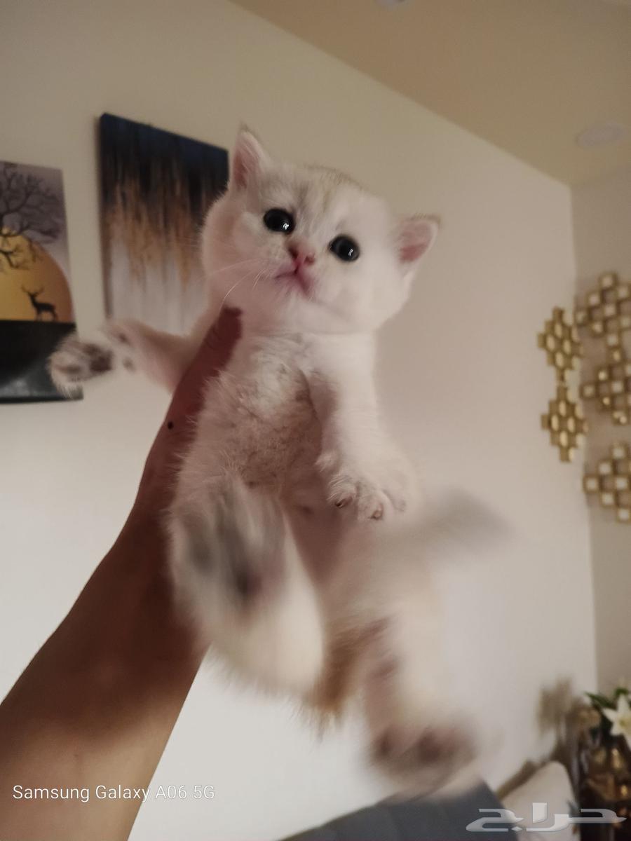 Koton Scotch. ay1264371818647683110