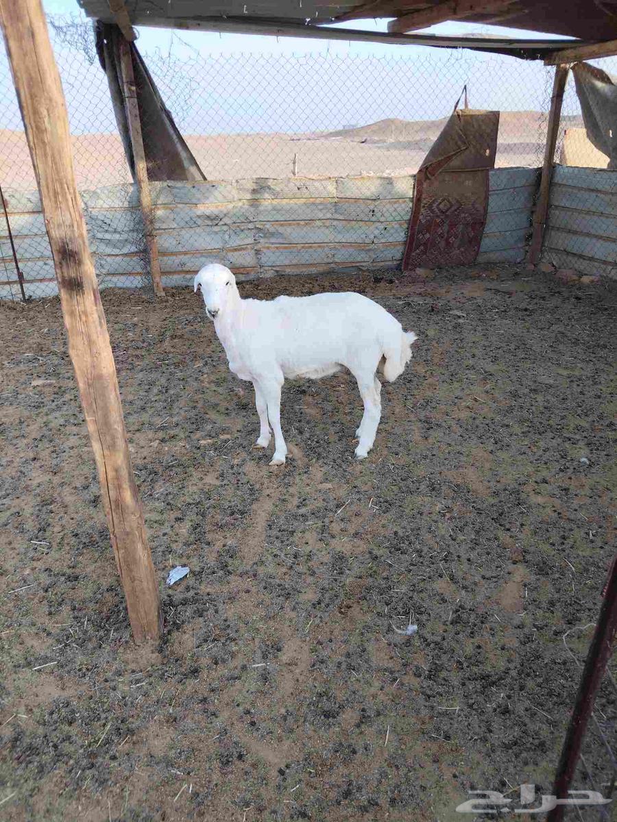 رخل عمرها 6 شهور وزياده مقفله شحم على الشعير والبرسيم والتبن64363800324482114