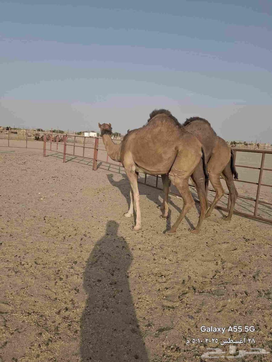 بكار حمر عددها 2 ساحليات وحده لقحه والثانيه ضربها البعير64373268134657113