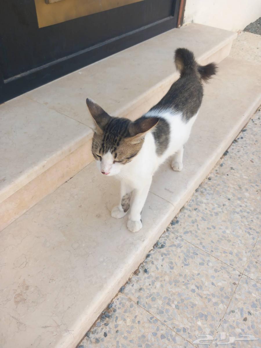 السلام عليكم عرض جميل جدا بس ذكر اليف جدا جميل64366805118723112