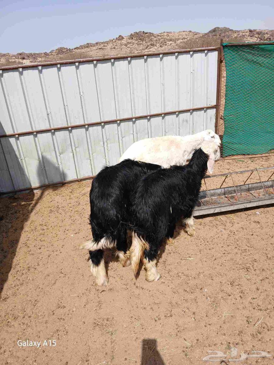 Two sheep and a camel64366454038530111