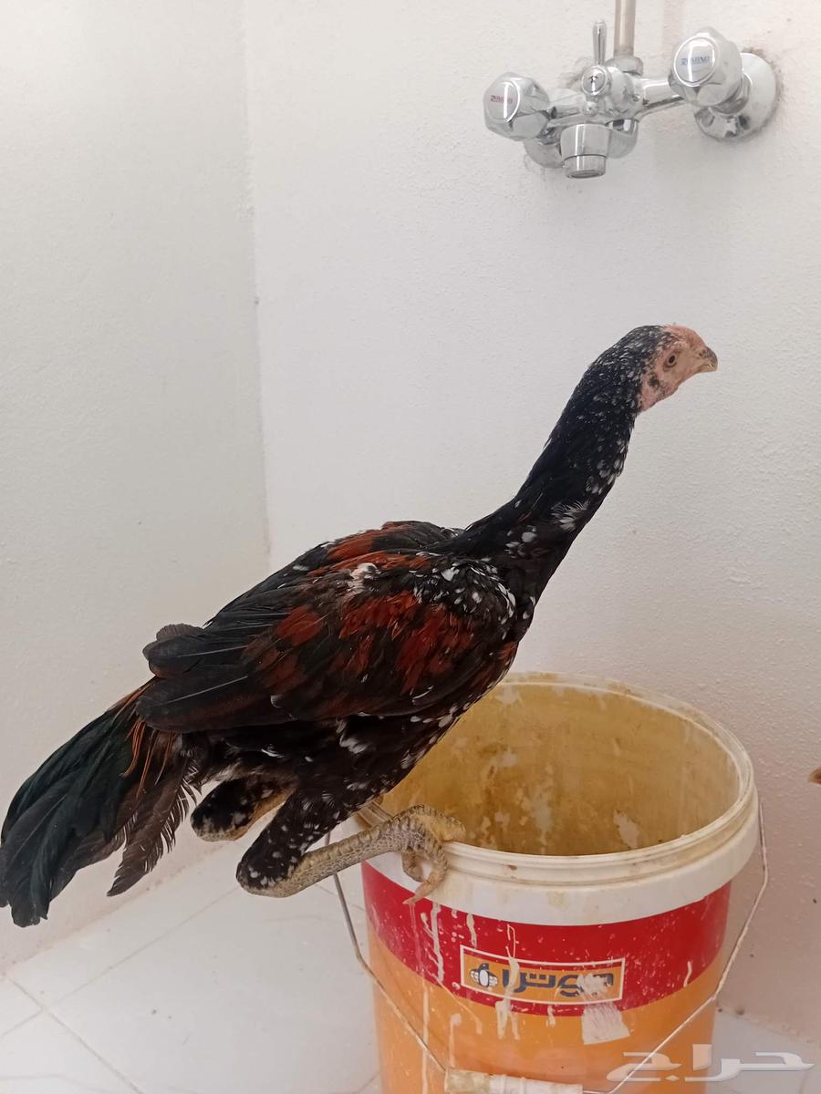 A rooster and two hens set (Persian) produced by me, sold outside the site64367726848257112