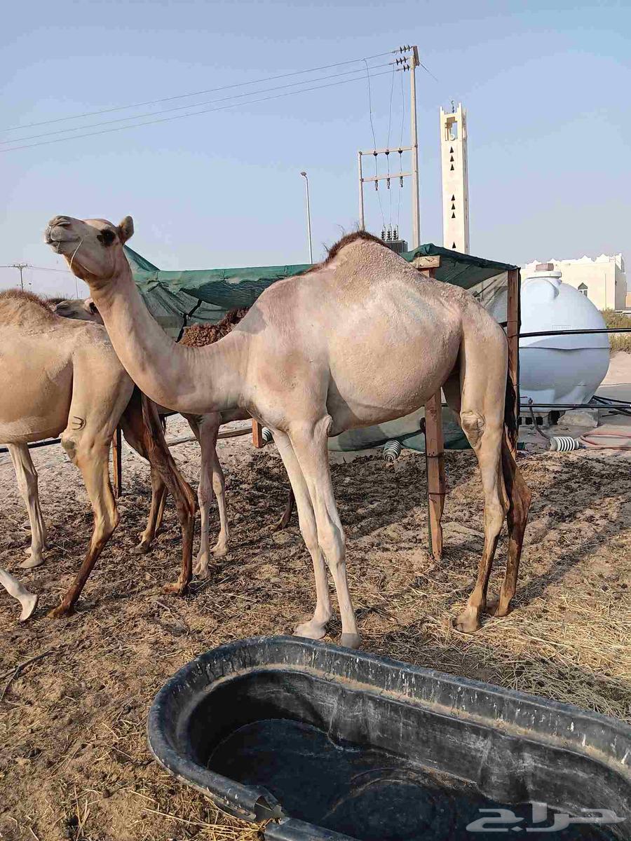 حقه مغتر. طبيه.64367011423617111