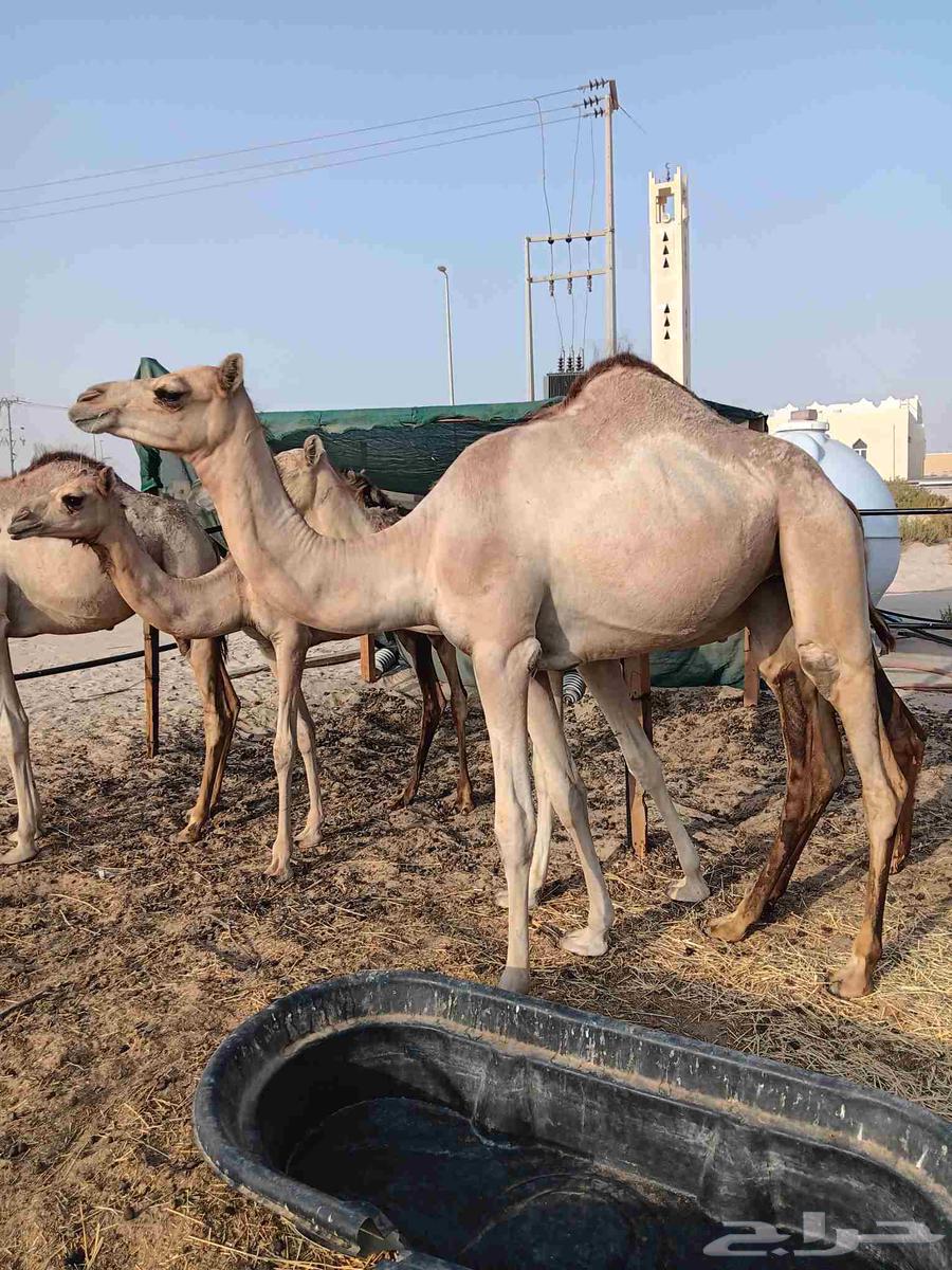 حقه مغتر. طبيه.64367011423617110