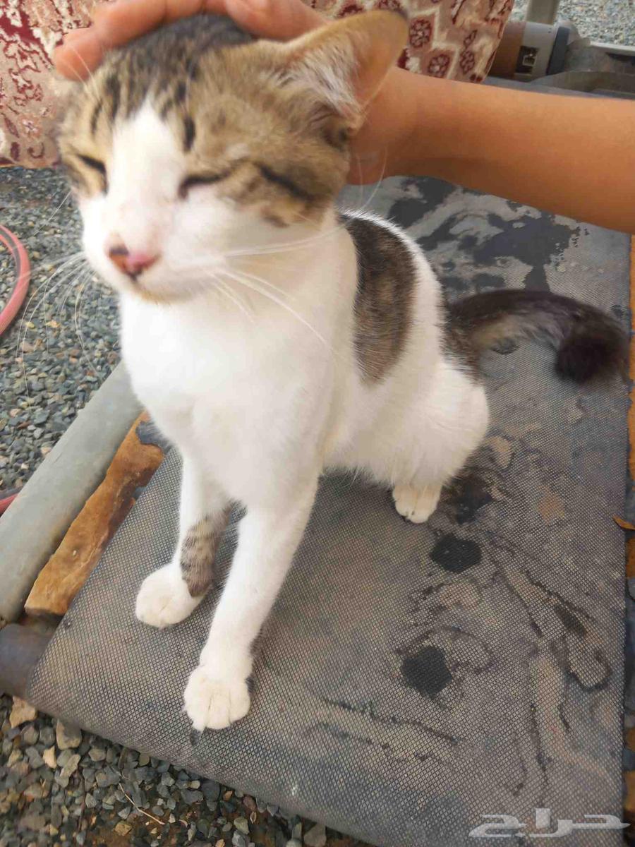 السلام عليكم عرض جميل جدا بس ذكر اليف جدا جميل64366805118723111