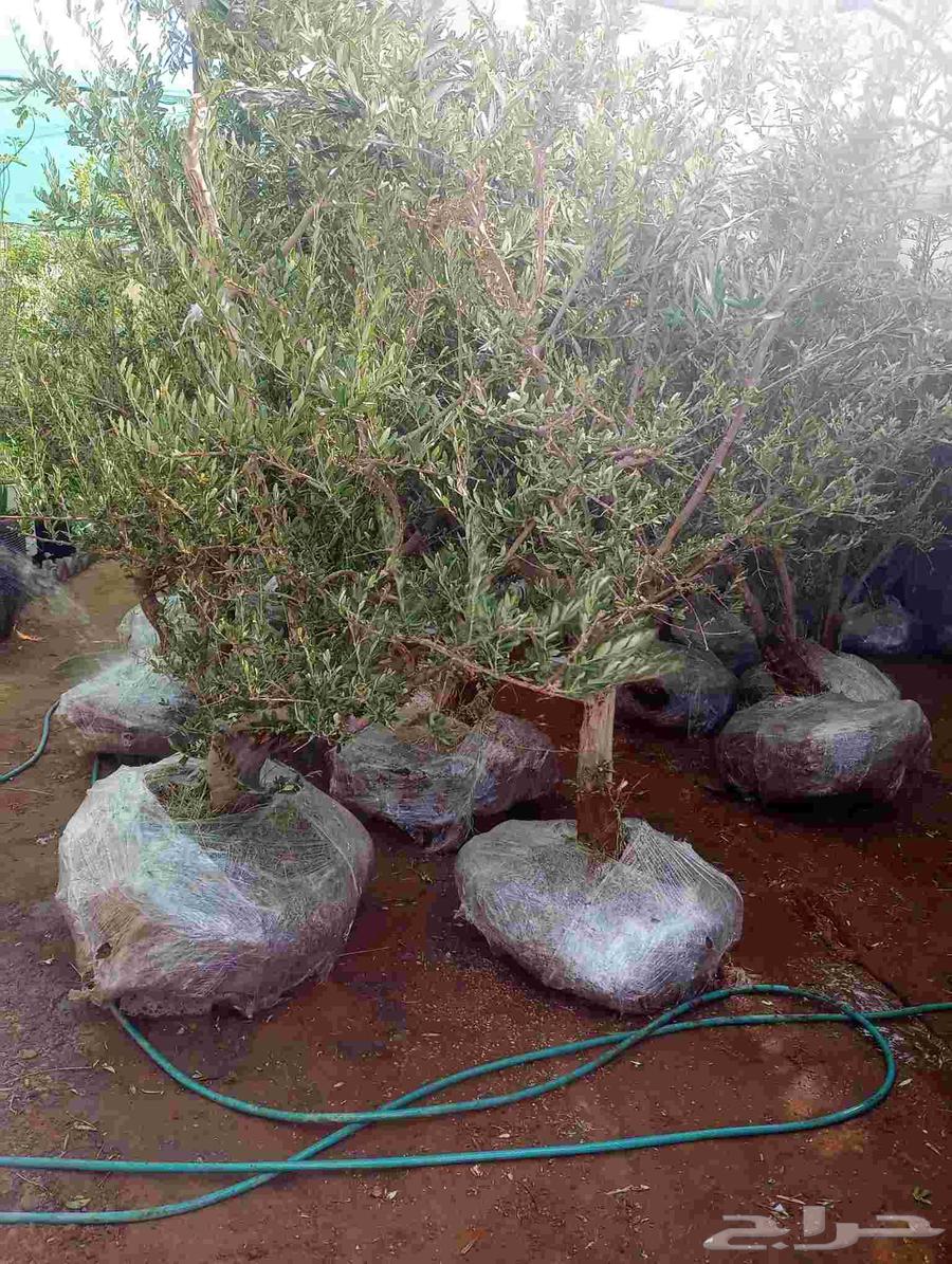 نخل للبيع64372097501187114