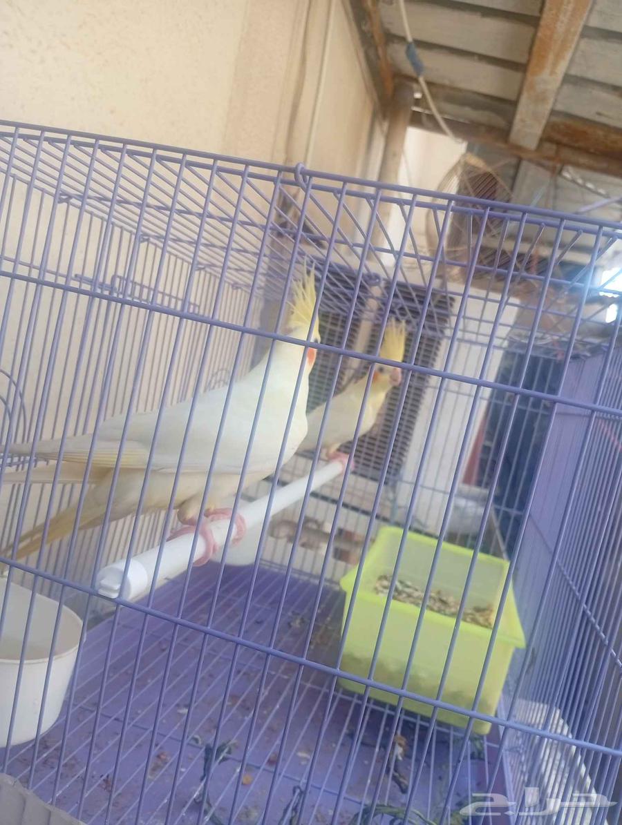 كروان كوكتيل طفره نادره مشالله تبارك الرحمان للبيع64375678685057114