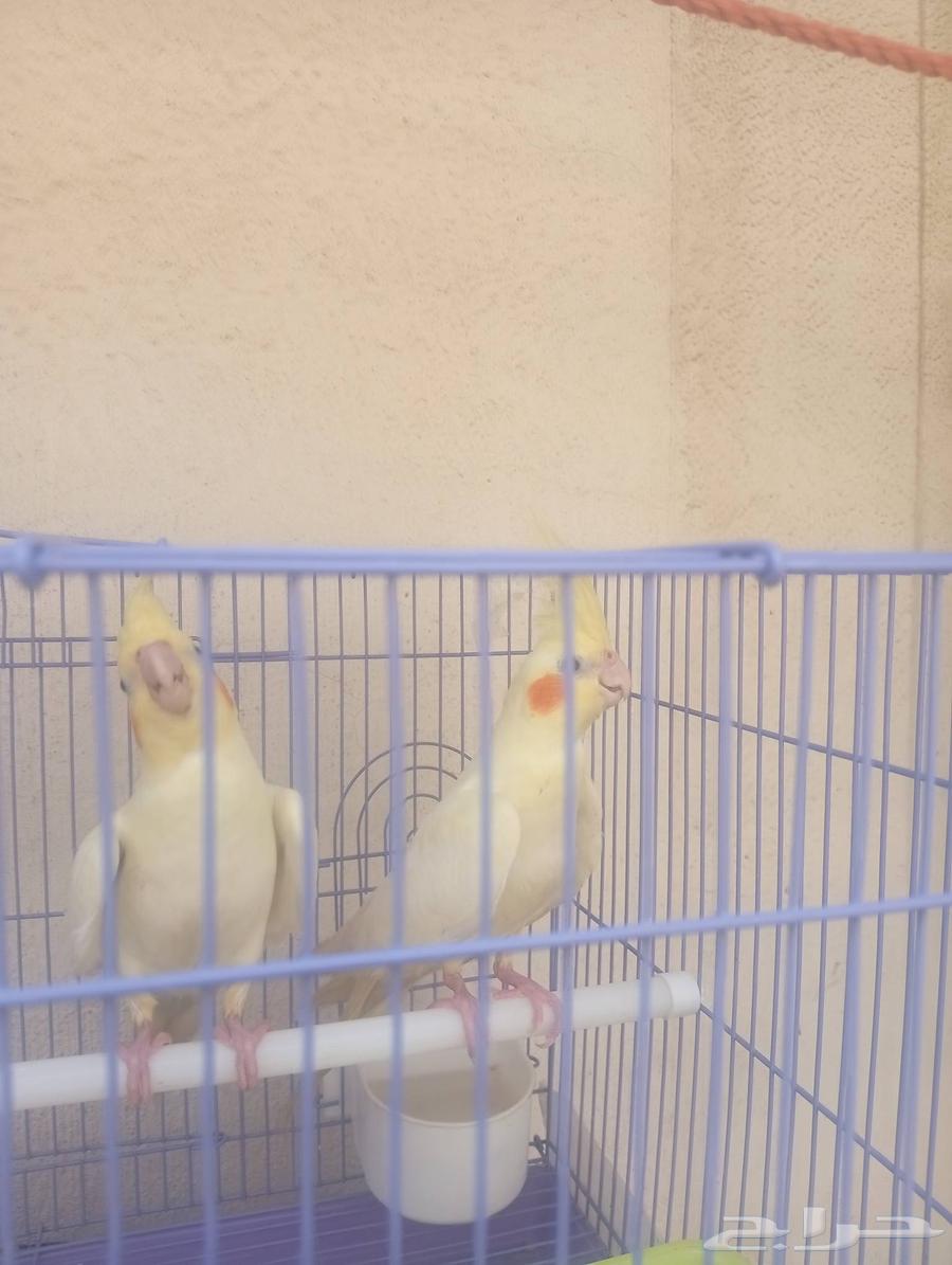 كروان كوكتيل طفره نادره مشالله تبارك الرحمان للبيع64375678685057112