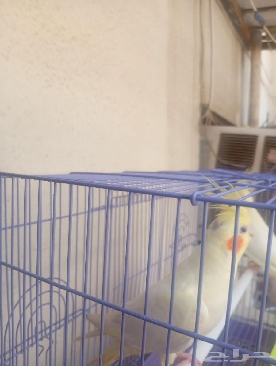 كروان كوكتيل طفره نادره مشالله تبارك الرحمان للبيع64375678685057111