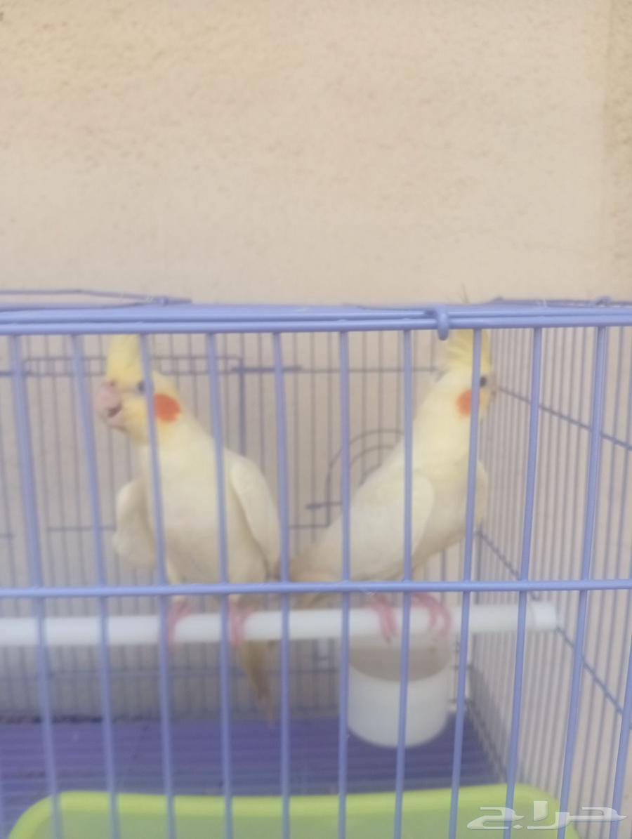 كروان كوكتيل طفره نادره مشالله تبارك الرحمان للبيع64375678685057110