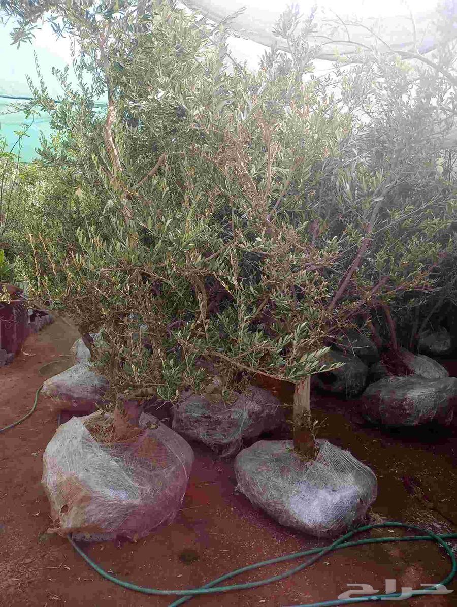 نخل للبيع64372097501187113
