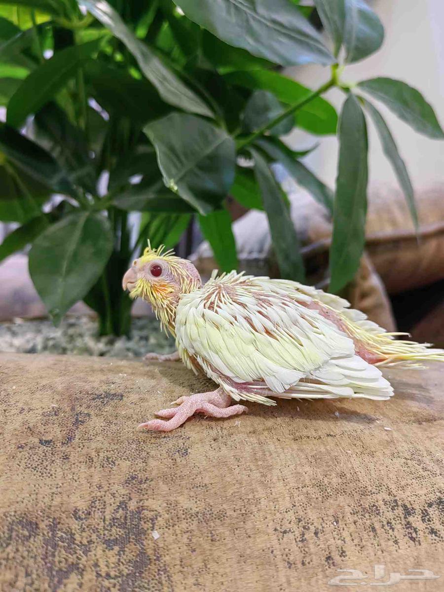 فروخ كروان غر لهواة تربية الهدد64366248881026112