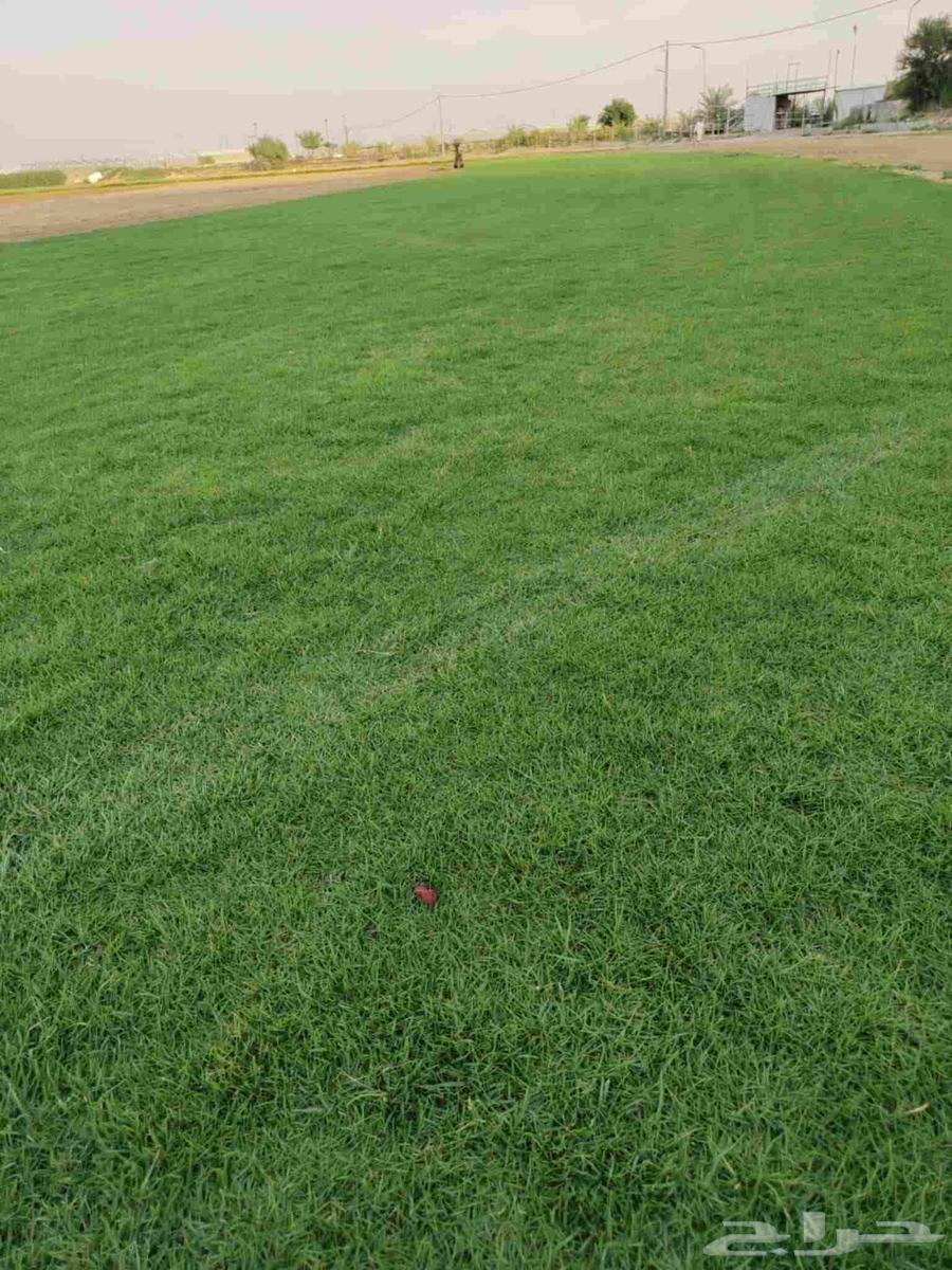 ثيل سي 2000 صافي وطبيعي درجة اوله يوجد تركيب وتوريد داخل الر64365159097602112