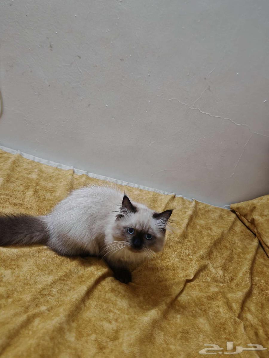 قط هيملايا للبيع ب 300 معاه كل اغراضه64368995536642110