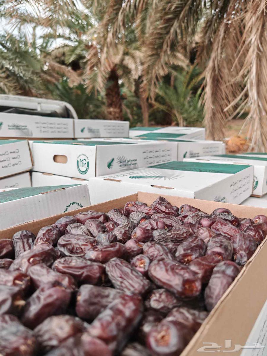 Ajwa and Safawi dates from Medina, good quantities available64372404751233110