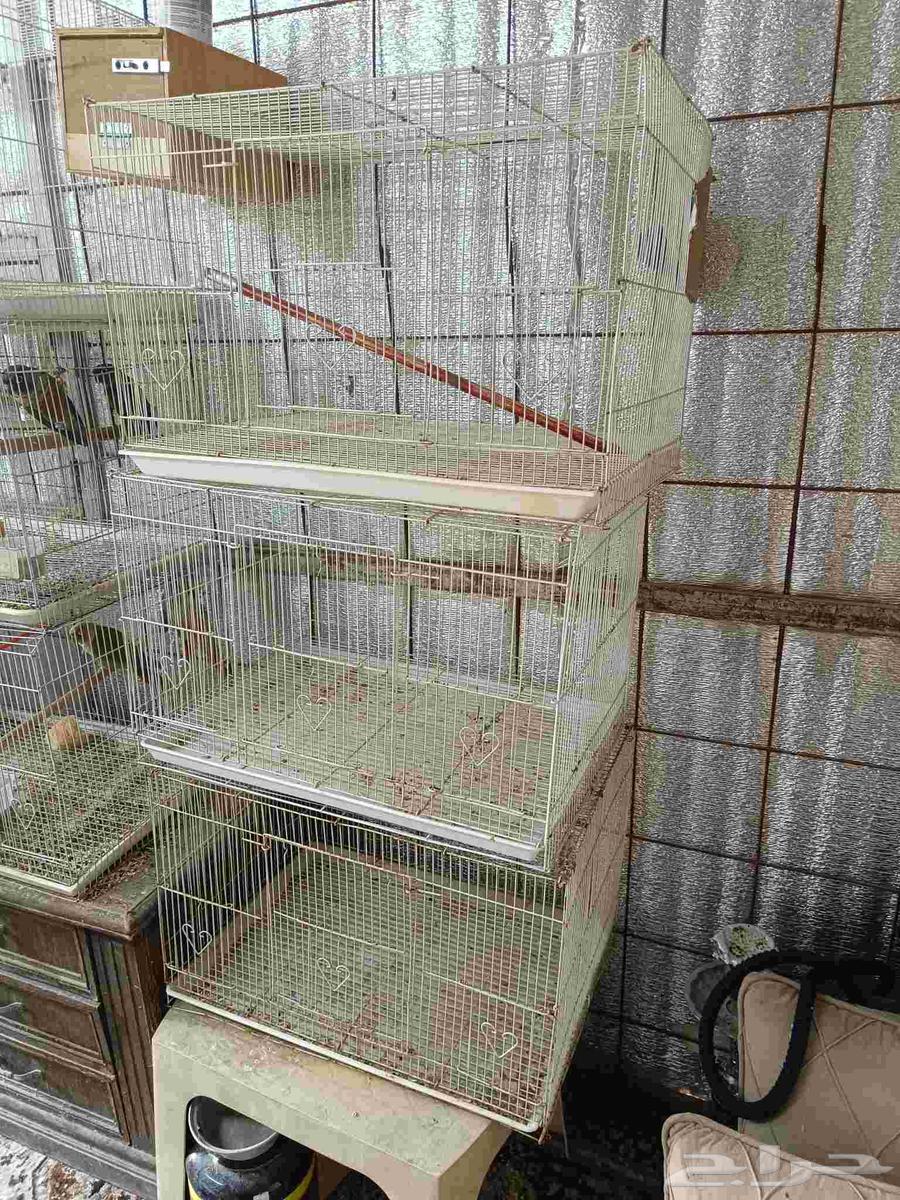 للبيع قفاصة لطيور64368966192001110
