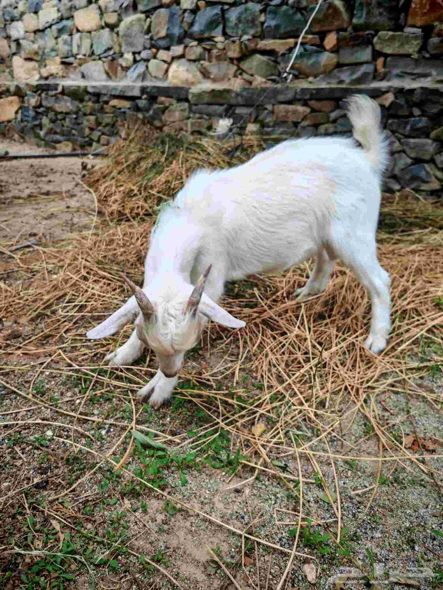 ماعز قزمي تشيكي بيور64370381397249111