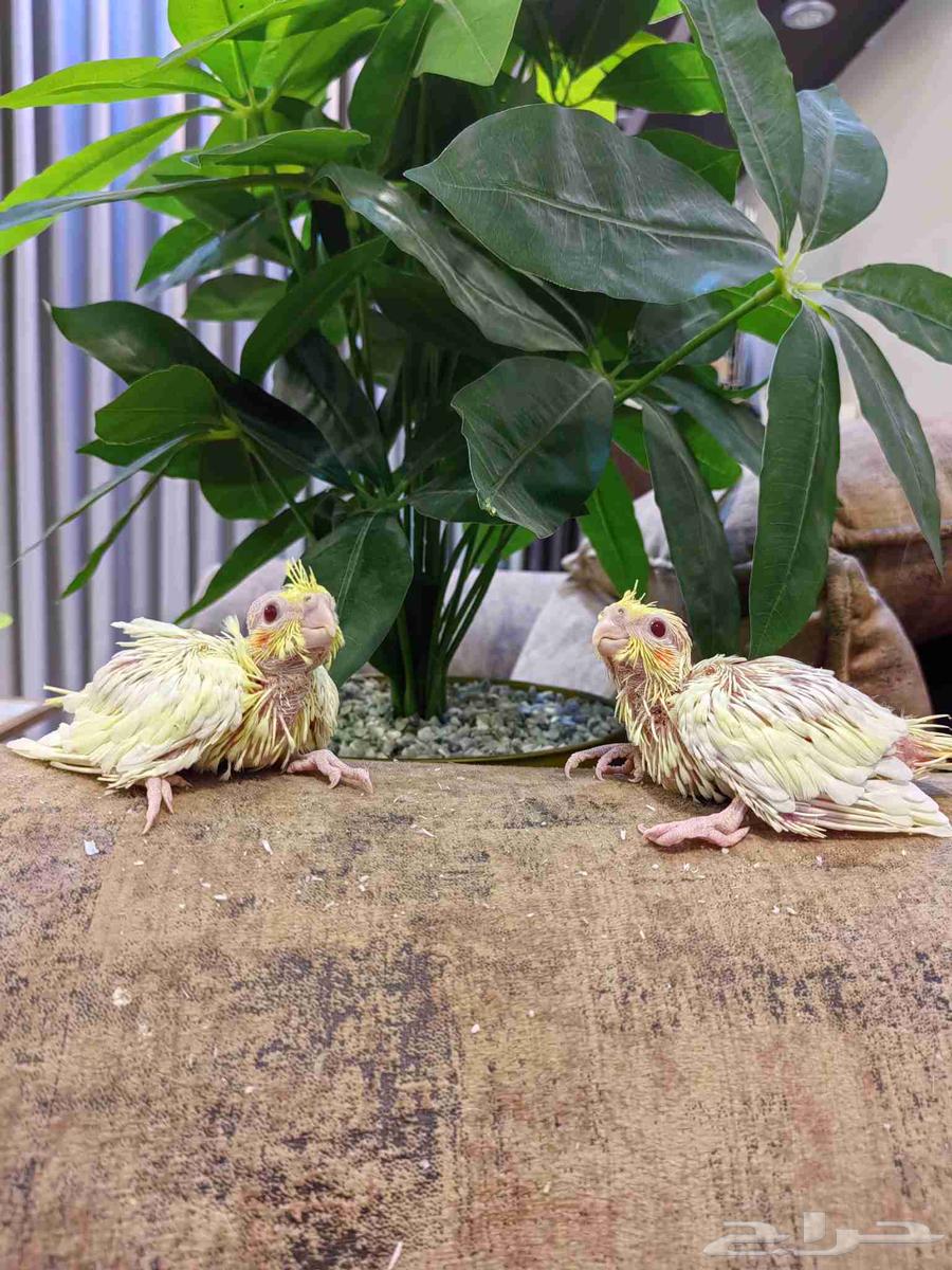 فروخ كروان غر لهواة تربية الهدد64366248881026114