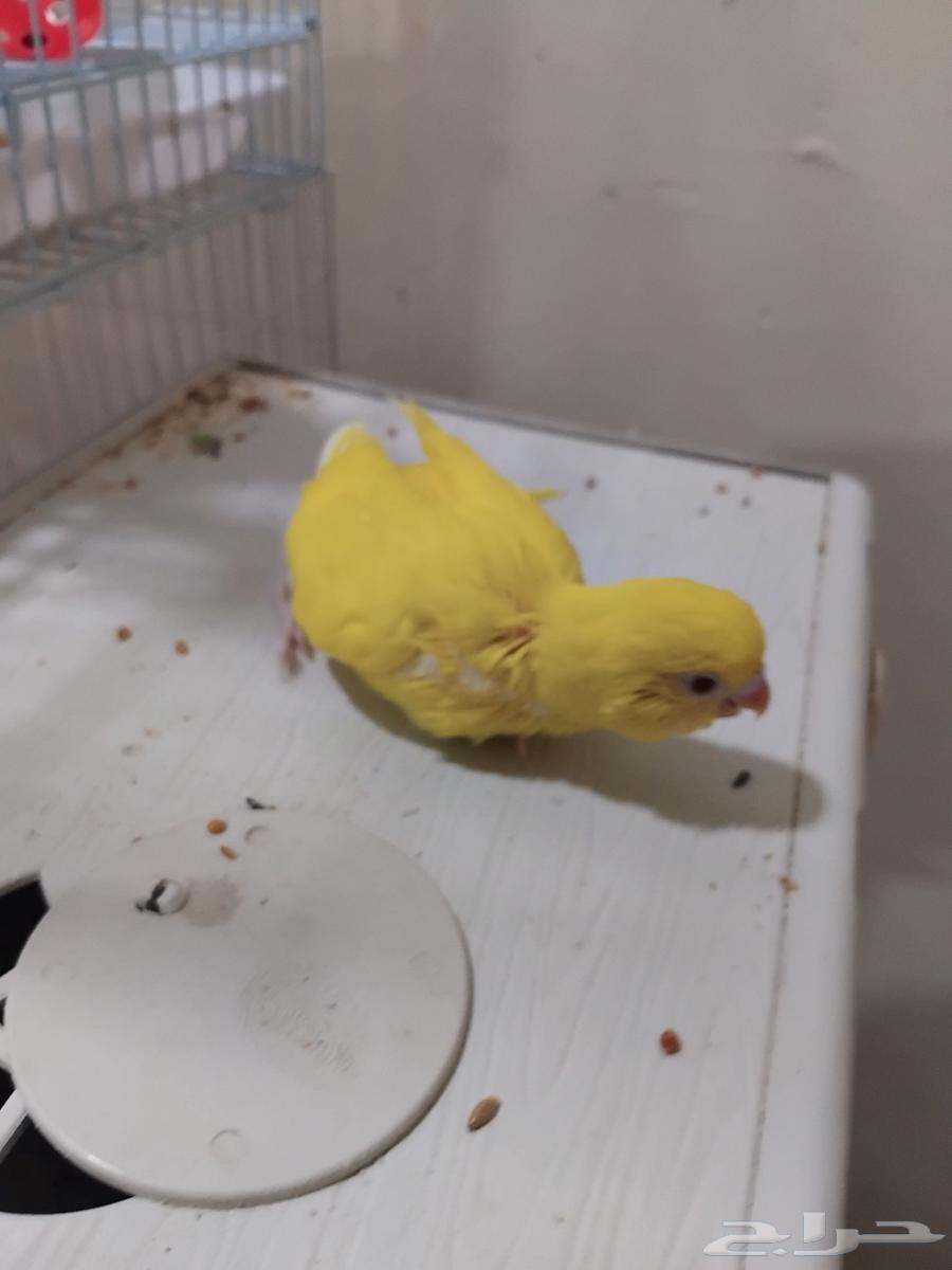 بادجي لاتينو قريب الفطام64371147693313110