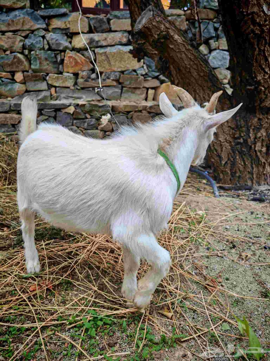 ماعز قزمي تشيكي بيور64370381397249112