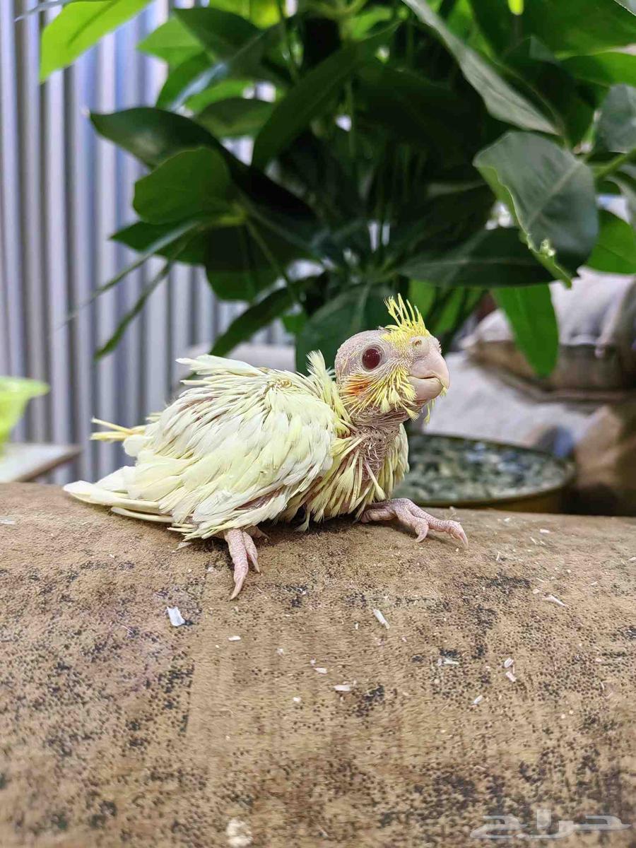 فروخ كروان غر لهواة تربية الهدد64366248881026113