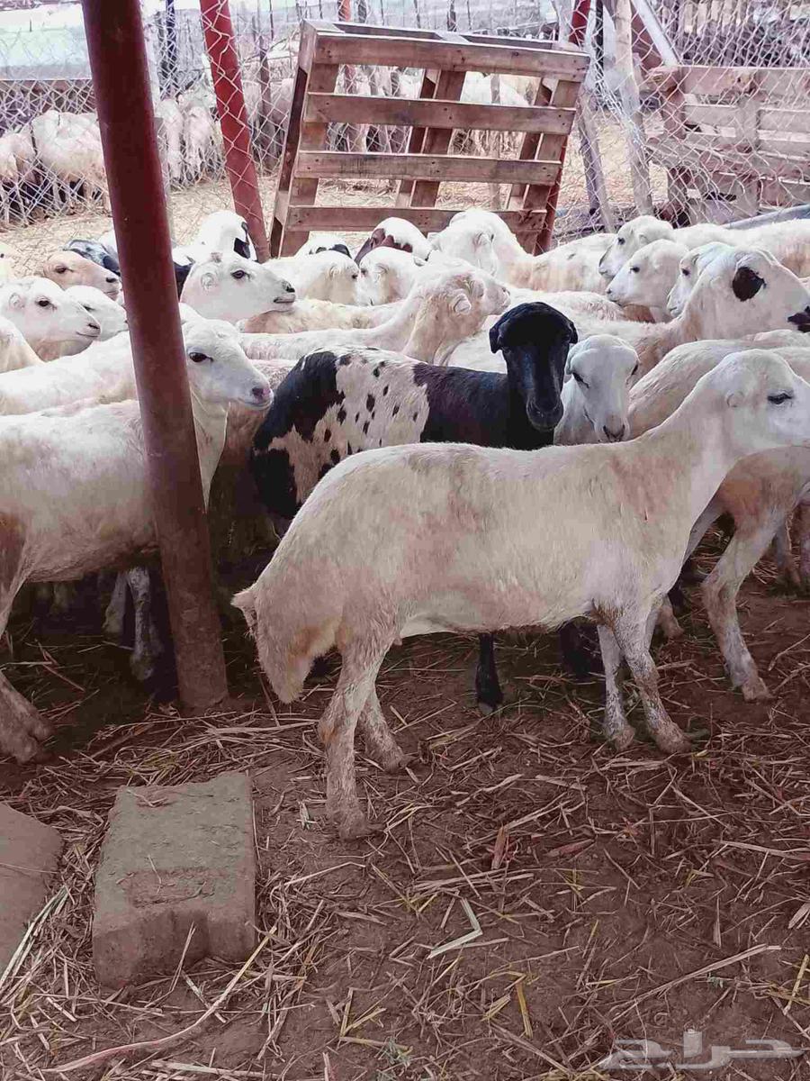 رخال رفيديات صنف فاخر64370569099521111