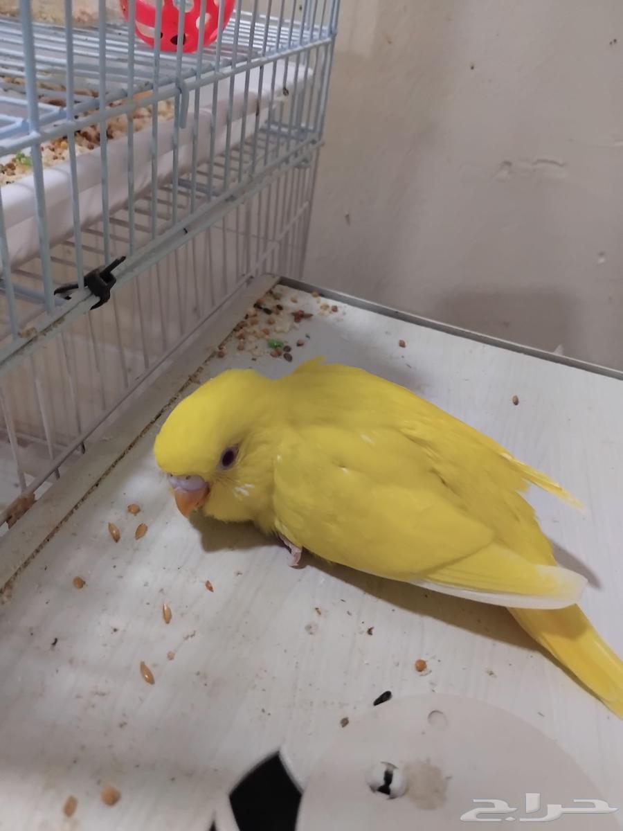 بادجي لاتينو قريب الفطام64371147693313111