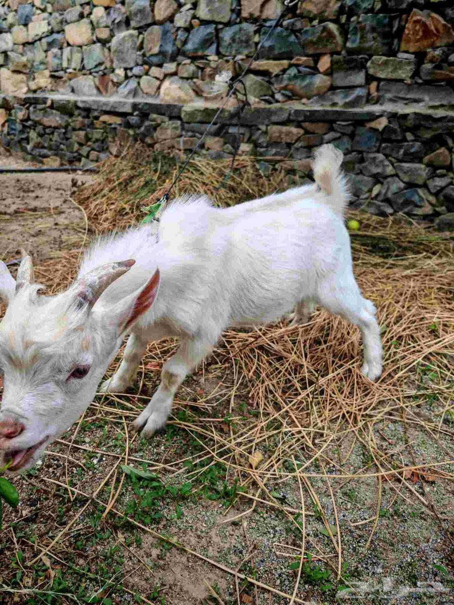 ماعز قزمي تشيكي بيور64370381397249110