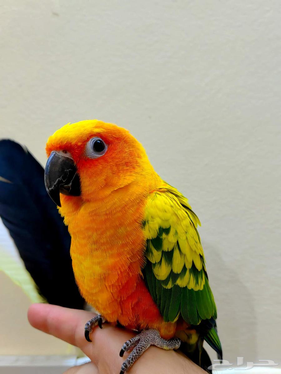 Sun Conure Parrot Trained by Hand Like a Pet Dove64376229801987114