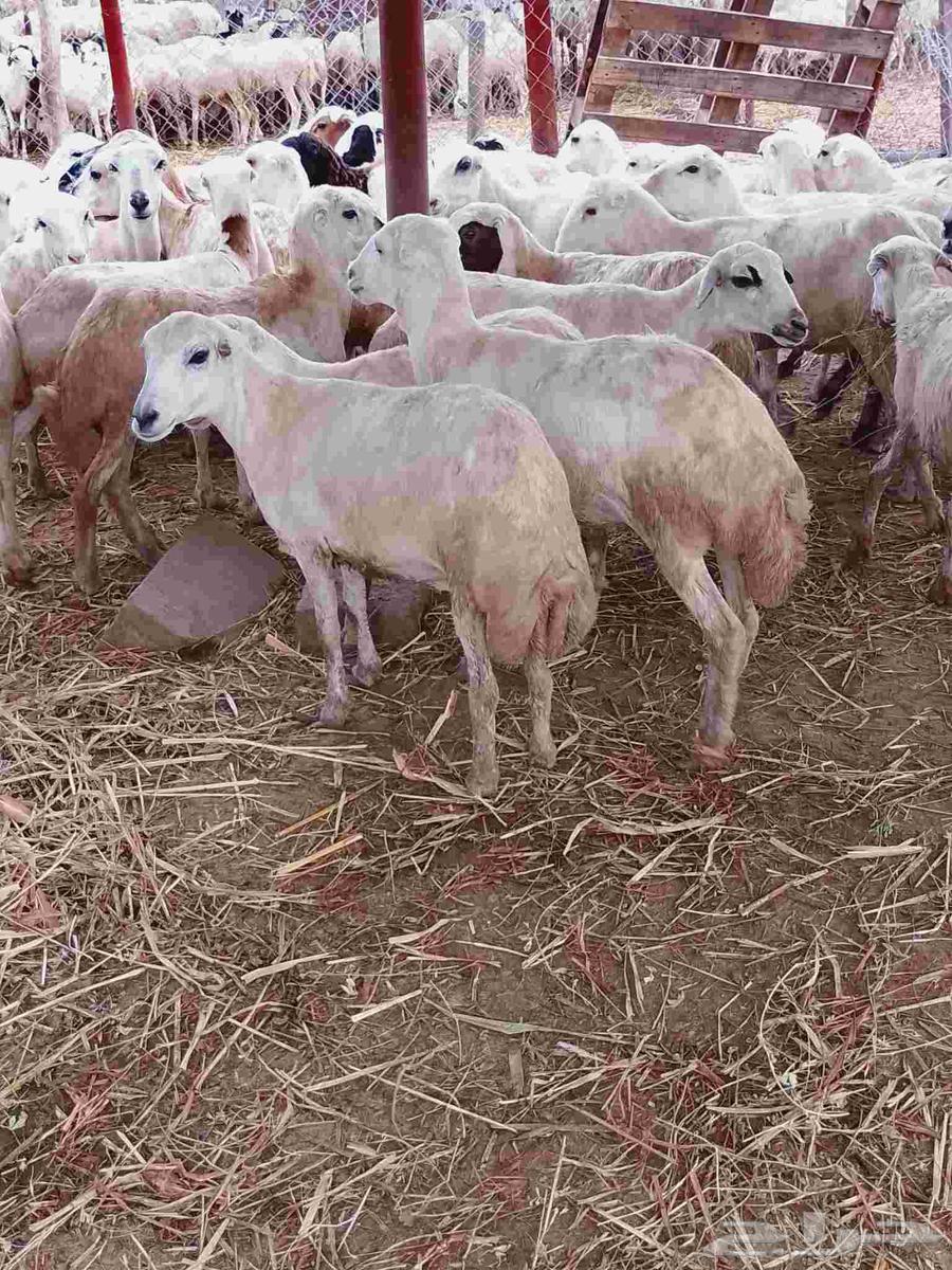 رخال رفيديات صنف فاخر64370569099521110