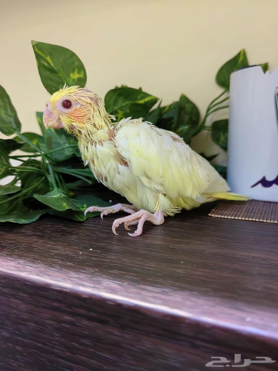 فروخ كروان غر لهواة تربية الهدد64366248881026111