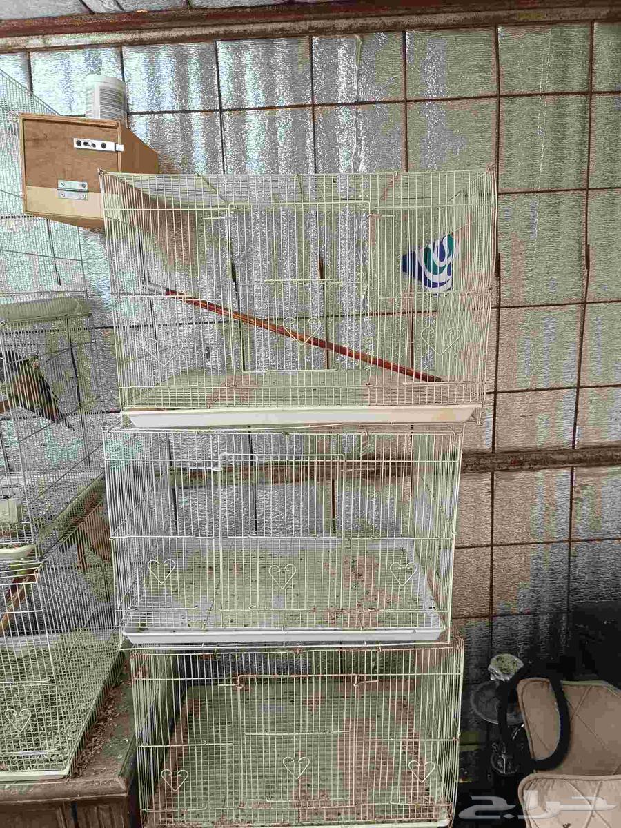 للبيع قفاصة لطيور64368966192001111