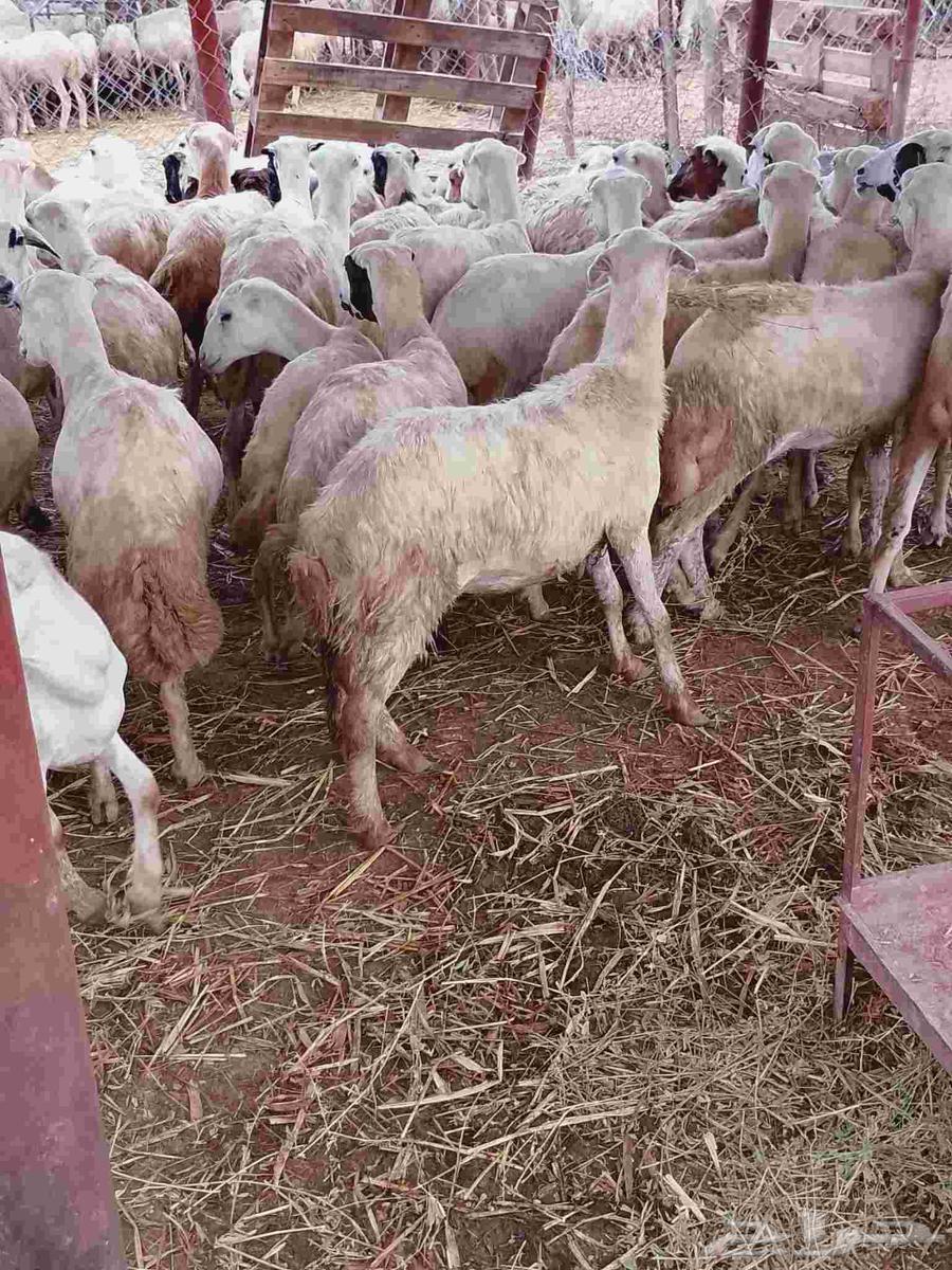 رخال رفيديات صنف فاخر64370569099521112